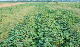 红薯地灌溉方法 红薯地灌溉方法有哪些