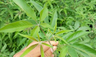 荆条叶饮食禁忌（荆条叶子功效与作用）