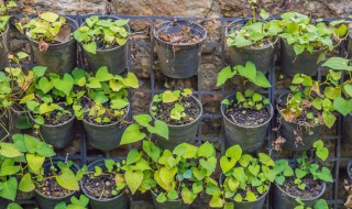 种植折耳根有几种方法 种植折耳根有几种方法视频