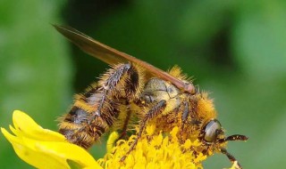 夏季土蜂管理方法 土蜂的养殖管理?