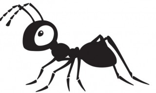 家里招蚂蚁预示着什么风水征兆 家里有蚂蚁的风水是什么预兆