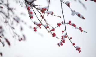 小雪节气的简单介绍（关于小雪节气的介绍）