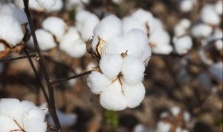 棉花生长周期 棉花的生长周期