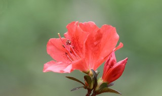 杜鹃花的功效与作用（杜鹃花的功效与作用的功能与主治）