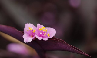 紫竹梅什么季节开花 紫竹梅什么季节开花