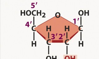为什么核糖还能解水解 为什么核糖不能水解