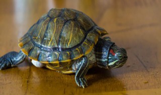 家养乌龟可以离开水在陆地上生活多久? 如何判断乌龟的种类