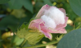棉花种植的方法和步骤（棉花的种植方法和技术）