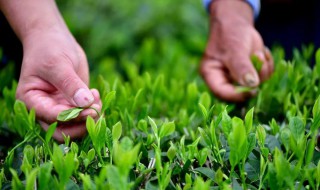 幼苗茶叶施肥的方法 幼苗茶叶施肥的方法和技术