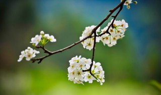 梨树抹芽方法和技巧 梨树抹芽方法和技巧视频