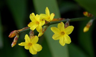 迎春花摘芽技巧（迎春花摘心技巧）