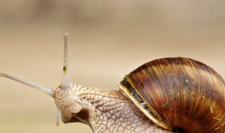 蜗牛是益虫还是害虫呢 蜗牛是益虫还是害虫呢图片