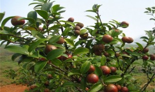 油茶种植的几种方法（油茶怎样种植技术）