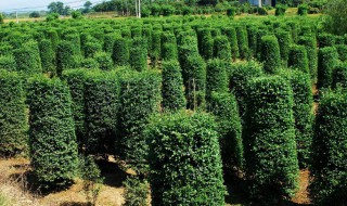 老桩油茶移栽技巧（油茶老桩怎样栽好活）