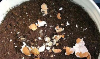 蛋壳磨碎后怎么做肥料 蛋壳磨碎后怎么做肥料视频