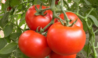 西红柿发芽了应该怎么做 西红柿发芽了应该怎么做好吃