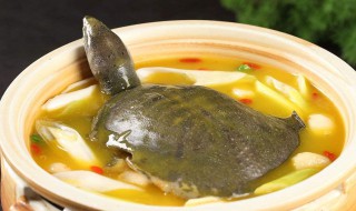 甲鱼好吃吗(温室甲鱼好吃吗)