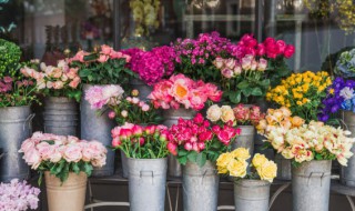 伊芙月季有哪些优秀的品种 伊芙月季有什么品种