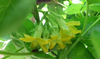 食用夜香花的种植和管理（食用夜香花的种植和管理视频）