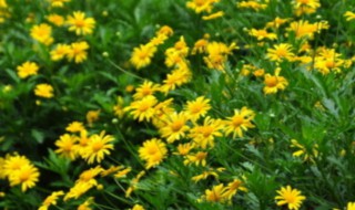黄金菊的种植方法 黄金菊的种植方法和技术