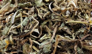 蒲公英茶的禁忌需要注意什么 蒲公英茶的吃法禁忌