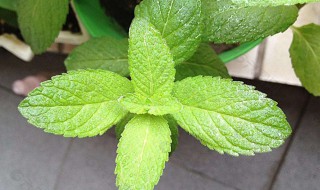 薄荷叶是什么季节开花的 薄荷叶是什么季节开花的植物