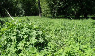 北方院子里适合种植什么驱蚊虫 北方庭院种什么树驱蚊虫