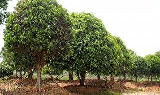 桂花树什么季节栽树成活率高（桂花树什么季节栽树成活率高一些）