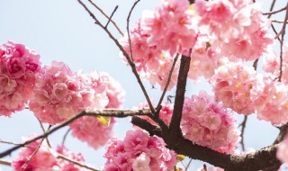 桃花和杏花是一个季节开吗 桃花和杏花的开花时间
