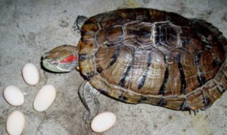 乌龟蛋怎么孵化 乌龟蛋怎么孵化小乌龟
