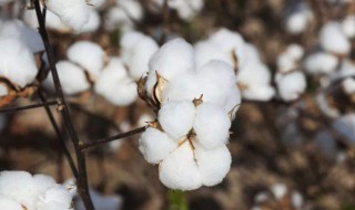 棉花种植季节（棉花种植季节和方法）