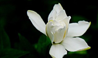 枙子花开花是什么颜色的 枙子花开花是什么颜色的花