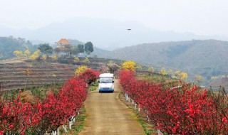 仙迹桃花岛什么时候开花（仙迹桃花岛要门票吗）