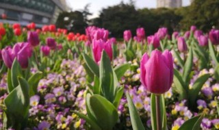 郁金香从播种到开花需要多少天 郁金香从下种到开花要7年吗