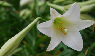 百合花种土里可以反复开花么（百合花种土里可以反复开花么吗）