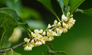 桂花3月份换盆后当年能开花（桂花3月份换盆后当年能开花不）