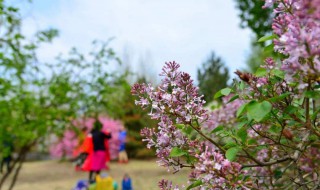 丁香树能栽在院子里吗（丁香树能栽在院子里吗风水）