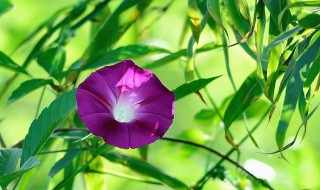 牵牛花在夏季的什么时候开花 牵牛花在春夏秋冬哪个季节开放