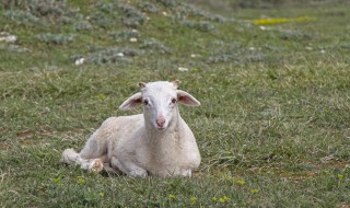 羊头除毛处理方法 羊头除毛处理方法视频