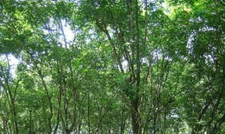 橡胶树的栽培方法 橡胶树的栽培方法有哪些