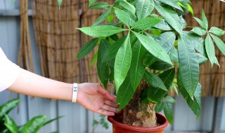 室内种植发财树技巧 室内种发财树有什么好处