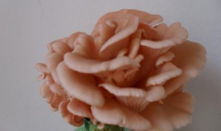 桃红平菇种植方法 桃红平菇的口感