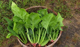 怎么做宝宝吃的菠菜 怎么做宝宝吃的菠菜汤