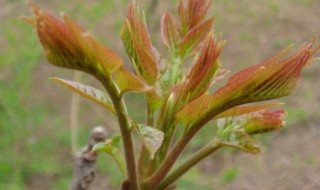 庭院香椿种植方法 庭院栽香椿树好吗