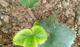 泥土消毒杀虫最快方法 泥土消毒杀虫最快方法是