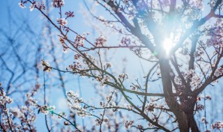 武汉市花为何为梅花? 武汉市花为什么是梅花