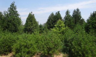 白皮松树的种植方法（白皮松树的种植方法和技术）
