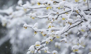 霰是什么意思（常恐霜霰至的霰是什么意思）