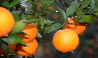 柑橘膨果最佳方法 柑橘膨果期管理技术