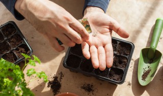 种菜籽的正确方法 种菜籽的正确方法图片